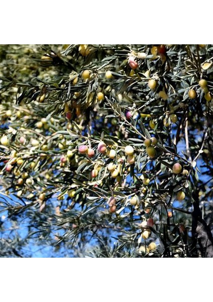 Şakran Zeytini Fidanı