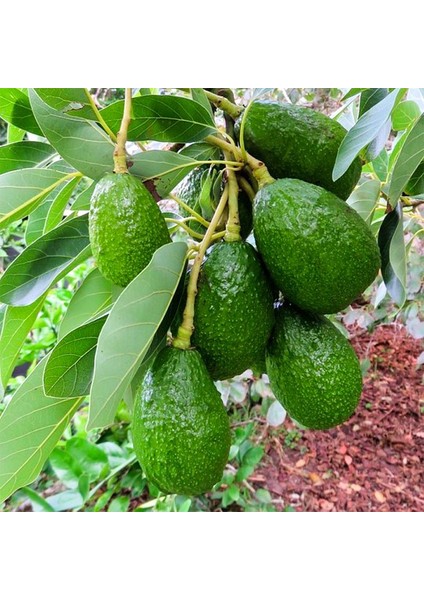 Zutano Avokado Fidanı