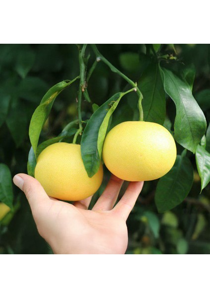 Marsh Seedless Greyfurt Fidanı