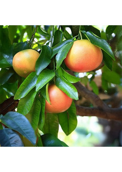 Rio Red Greyfurt Fidanı