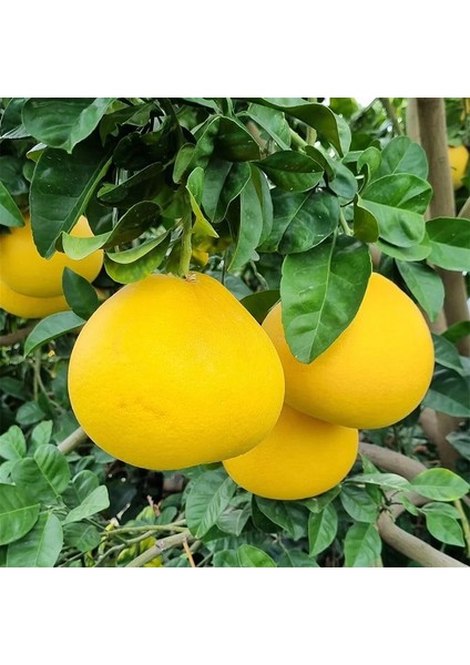 Pomelo (Şadok/ağaç Kavunu) Fidanı