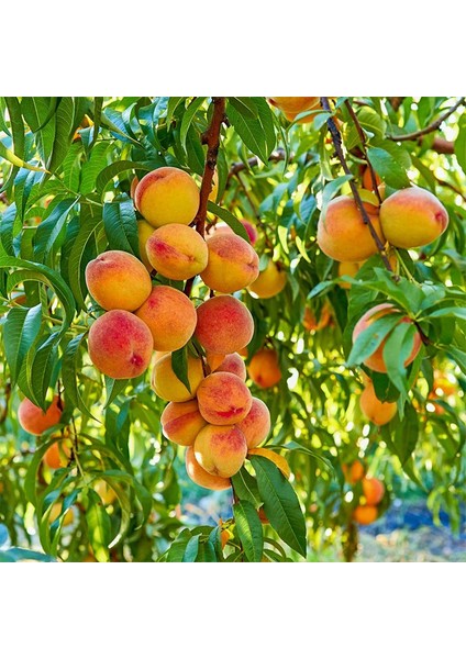 Yerli Şeftali Fidanı
