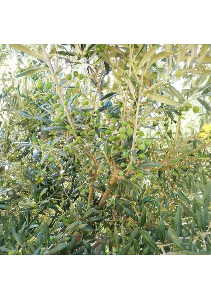 Yağ Zeytini Fidanı