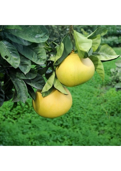 Pomelo (Şadok) Greyfurt Fidanı