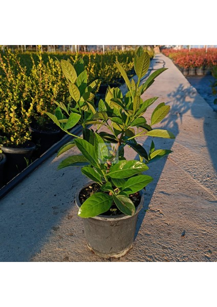 Kartopu Lucidum Fidanı 'Viburnum lucidum'