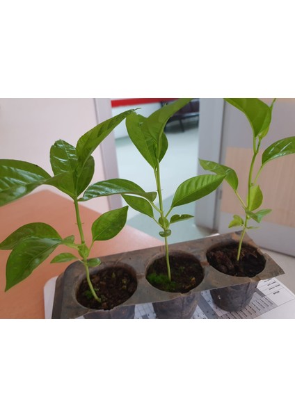 2 Adet Pasiflora (Çarkıfelek) Fidesi Tüplü 20CM Üstü.
