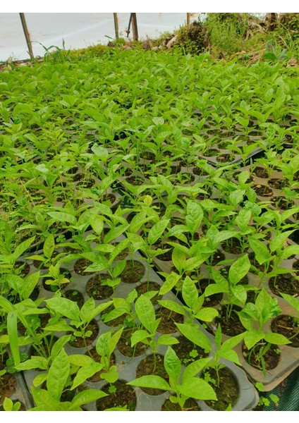 2 Adet Pasiflora (Çarkıfelek) Fidesi Tüplü 20CM Üstü.