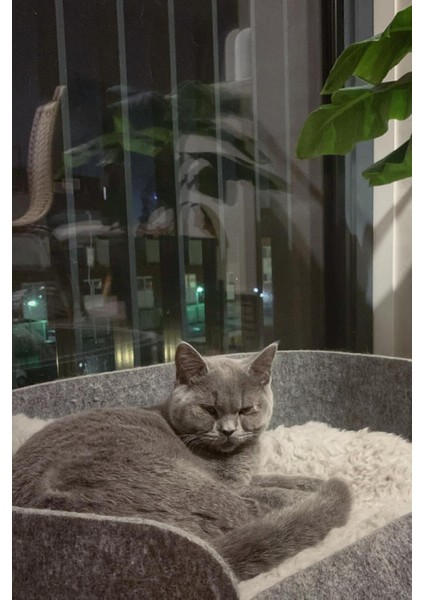 Zeus Kedi Yatağı Köpek Yatağı Minderi Gri Peluş Evcil Hayvan Kedi Minderi Kedi Yuvası Evi Kulübesi fırsatları