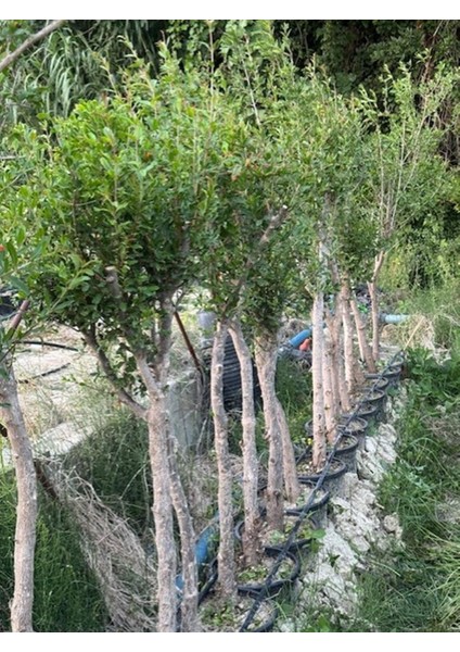 7 Yaş Saksıda ;kalın Gövdeli ,meyve Veren Hicaz Nar Fidanı Boy 150-200 cm