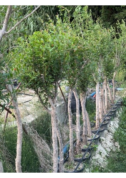 7 Yaş Saksıda ;kalın Gövdeli ,meyve Veren Hicaz Nar Fidanı Boy 150-200 cm