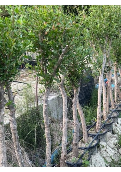 7 Yaş Saksıda ;kalın Gövdeli ,meyve Veren Hicaz Nar Fidanı Boy 150-200 cm