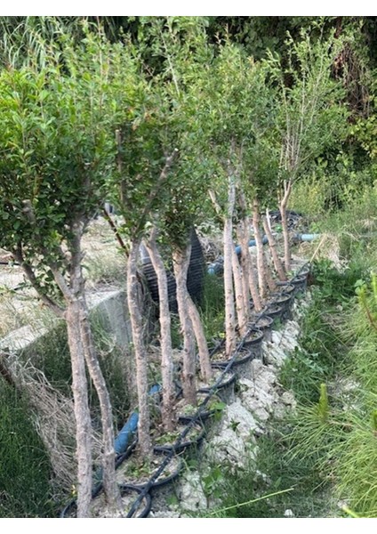 7 Yaş Saksıda ;kalın Gövdeli ,meyve Veren Hicaz Nar Fidanı Boy 150-200 cm