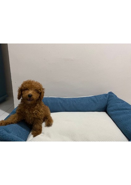 Kedi Köpek Yatağı