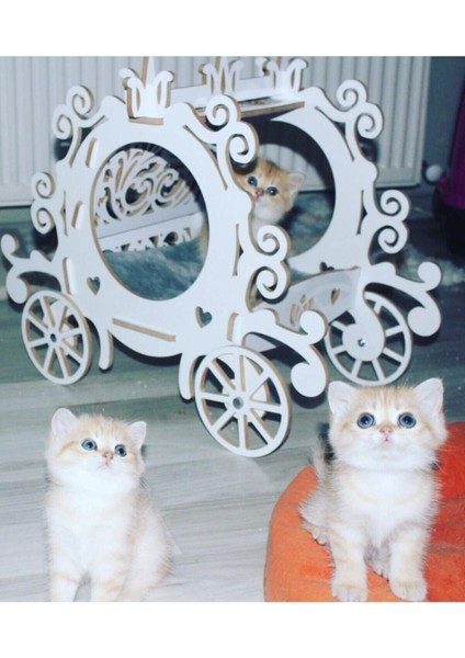 Parlak Beyaz Sevimli Kedi ve Bal Kabağı Dekoratif Fayton, 8cm yüksek.
