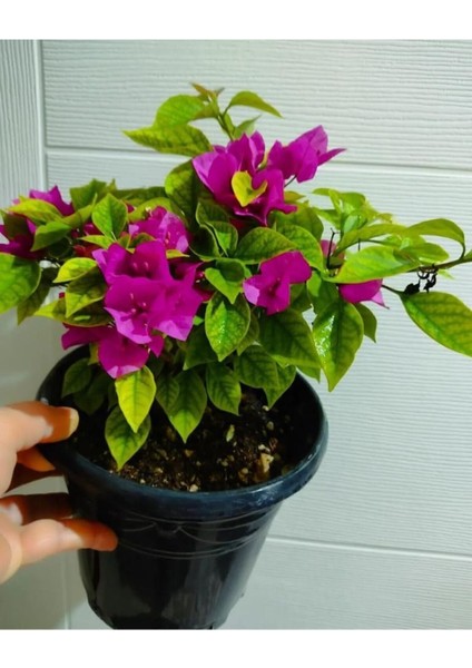 Begonvil Çiçeği Fidanı (20-40 Cm) Koyu Pembe