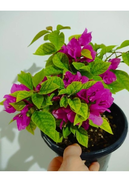 Begonvil Çiçeği Fidanı (20-40 Cm) Koyu Pembe fiyatları