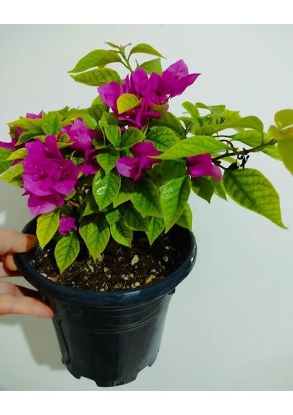 Begonvil Çiçeği Fidanı (20-40 Cm) Koyu Pembe modelleri