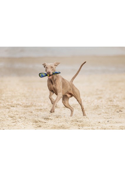 Köpek Oyuncağı, Yüzen, Tenis Topu, Mavi/sarı, 30X9,5X6,3CM Drstr indirimleri