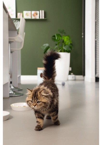 Yavru Kedi Mama Su Kabı, Seramik, Gri Sarı, 17,5cmx3,5cm Drstr fırsatları