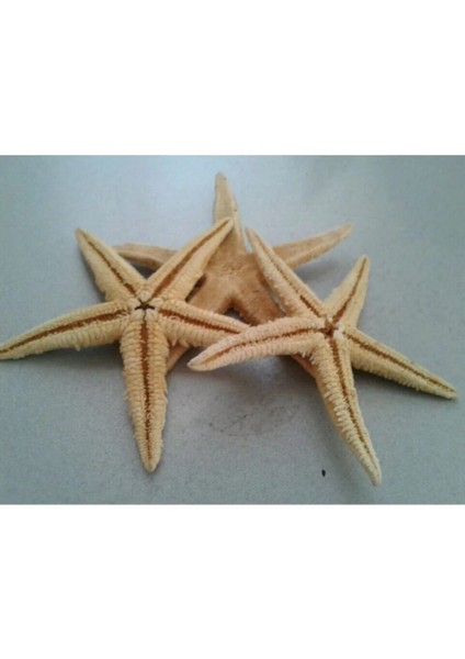 5 Adet Kahverengi Deniz Yıldızı Dekor Malzemeleri, 7x10cm, doğal ve şık tasarım fiyatları