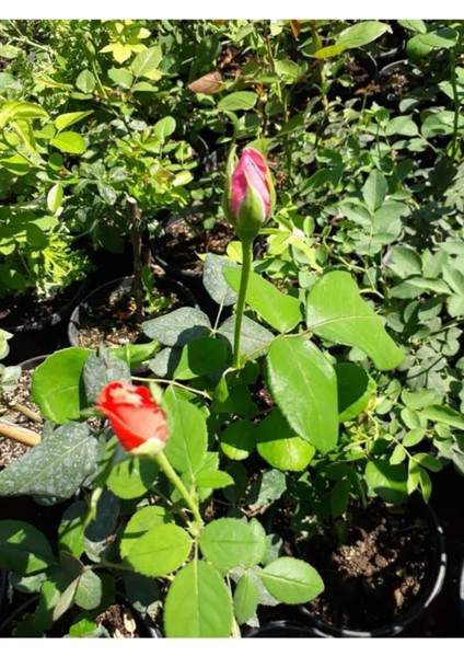 4 Adet Gül Fidanı 1 Adet Pepino Fidanı
