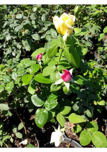 4 Adet Gül Fidanı 1 Adet Pepino Fidanı