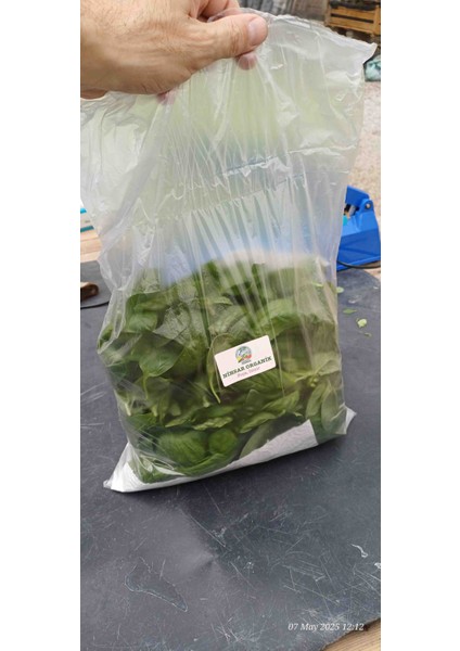 Nihsar Akuaponik Tarim 2 kg Taze Italyan Fesleğeni Yaprakları fırsatları