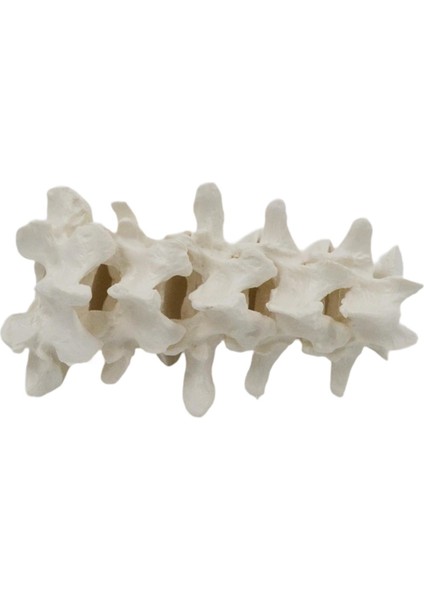 I Omurgası I Öğ I Deney Projesi Sunum Araçları (Yurt Dışından)