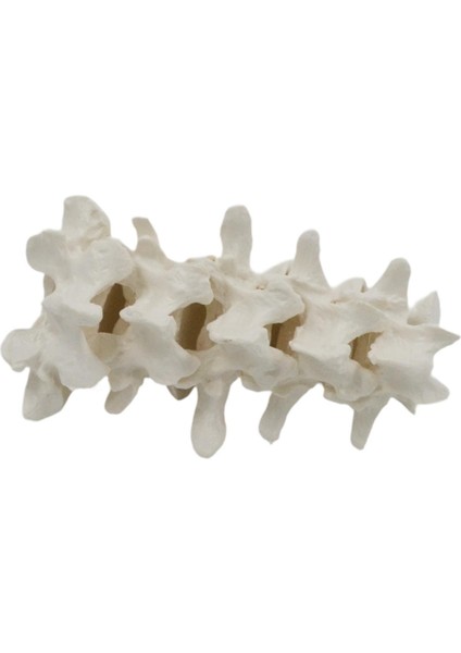 I Omurgası I Öğ I Deney Projesi Sunum Araçları (Yurt Dışından) fiyatları