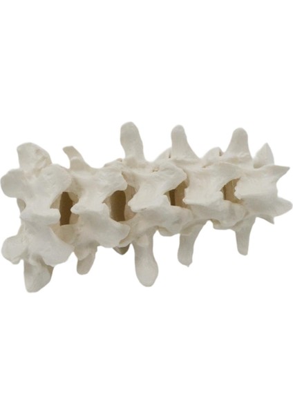 I Omurgası I Öğ I Deney Projesi Sunum Araçları (Yurt Dışından) indirimleri