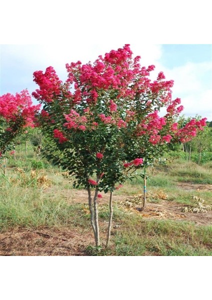 Pembe Oya Ağacı (60-110 Cm)Tüplü