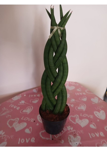 Özel Örgü Sansevieria Cylindrica, Paşa Kılıcı – Ofis & Salon Bitkisi
