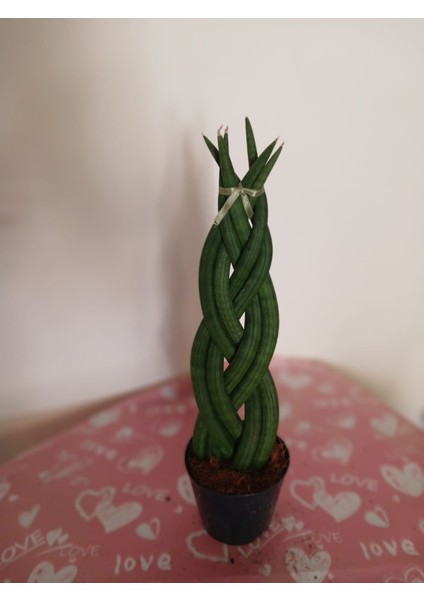 Özel Örgü Sansevieria Cylindrica, Paşa Kılıcı – Ofis & Salon Bitkisi fiyatları