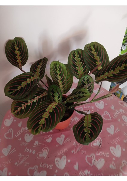 Maranta Erythroneura, Dua Çiçeği – Canlı Kırmızı Damar, Modern Iç Mekan Bitkisi fiyatları