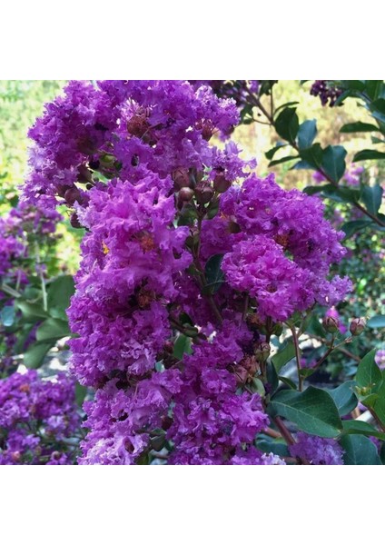 Mor oya Ağacı (60-100 CM)