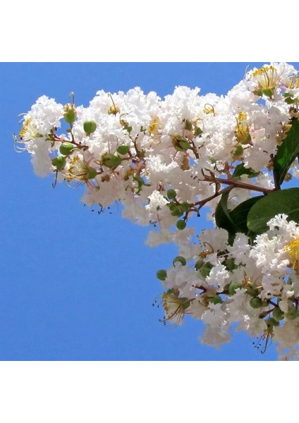 Beyaz oya Ağacı (60-100 Cm)