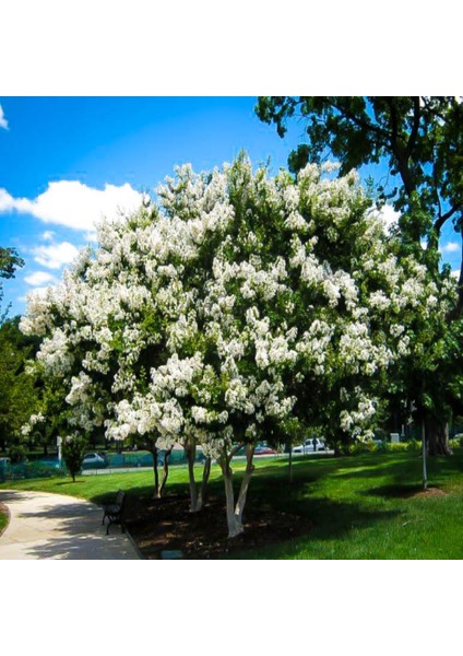 Beyaz oya Ağacı (60-100 Cm) fiyatları