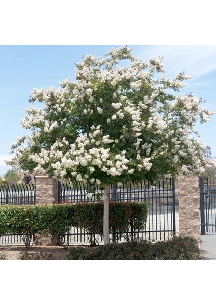 Beyaz oya Ağacı (60-100 Cm) modelleri