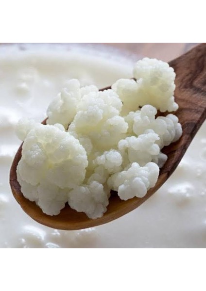 Kefir Mayası