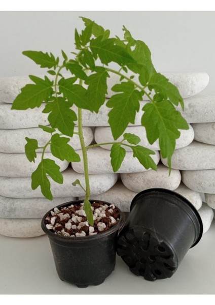 Elite Yuvarlak Saksı 100 Adet 9x7 cm Üretim Saksısı Vakum Saksı Ucuz Saksı 1 Adet