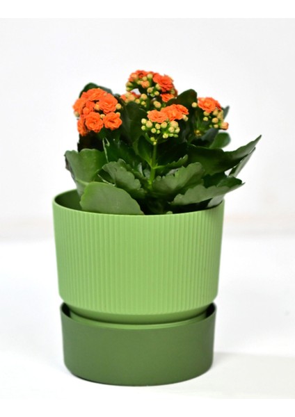 Elite Ixora 13 cm Saksı Çift Renkli Yeşil Tonları Genişlik 13 cm Yükseklik 13 cm 1,25 Lt 1 Adet