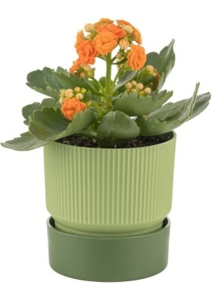 Elite Ixora 13 cm Saksı Çift Renkli Yeşil Tonları Genişlik 13 cm Yükseklik 13 cm 1,25 Lt 1 Adet