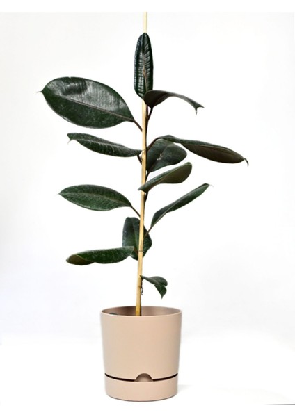 Elite Begonya 3,3 Lt 3 Adet Saksı Ağız Çapı 18CM Yükseklik 17.5 cm 1 Adet