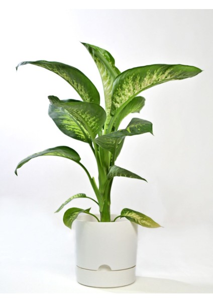 Elite Begonya 9 Litre Beyaz Tabaklı Saksı (Leoflowers Ürünü)Ağız Çapı 24.5 cm Yükseklik 23 cm 1 Adet