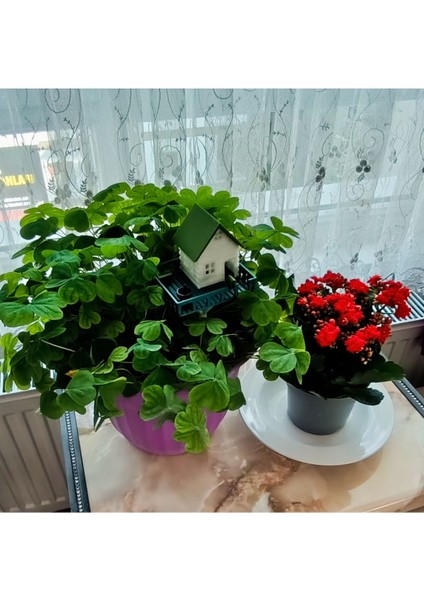 Elite Saksı Ev , Saksı Dekoratif, Bahçe Dekor , Süs , Renkli (23CM) 1 Adet modelleri
