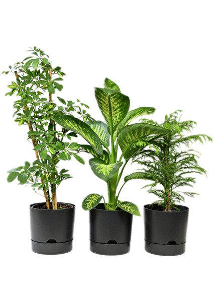 Elite 3'lü Kombin Begonya 9lt Saksı Antrasit(Leo Flowers Ürünüdür)Ağız Çapı 24.5 cm Yükseklik 23 cm 1 Adet