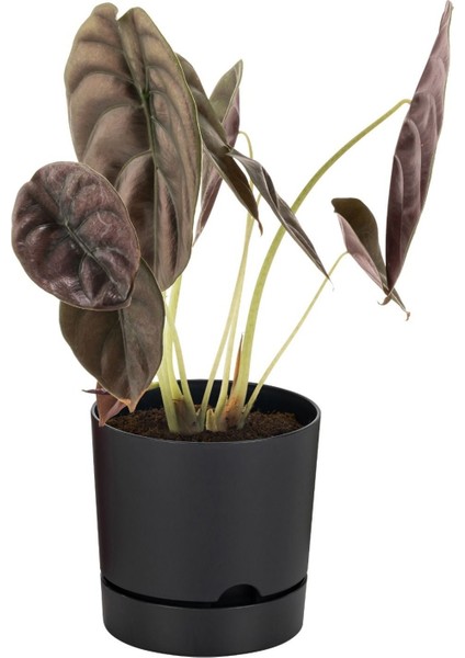 Elite 3'lü Kombin Begonya 9lt Saksı Antrasit(Leo Flowers Ürünüdür)Ağız Çapı 24.5 cm Yükseklik 23 cm 1 Adet modelleri