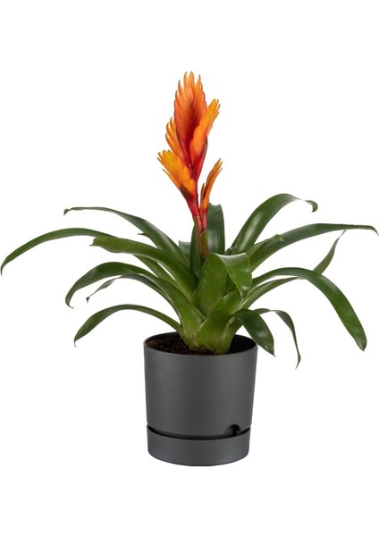 Elite 3'lü Kombin Begonya 9lt Saksı Antrasit(Leo Flowers Ürünüdür)Ağız Çapı 24.5 cm Yükseklik 23 cm 1 Adet indirimleri