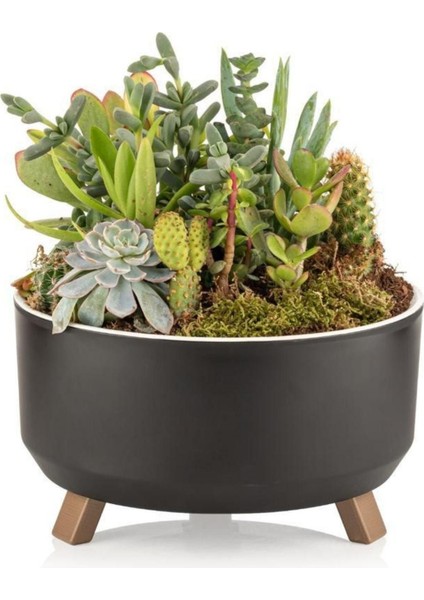 Elite Tripot Saksı 2,25 Lt, Bonsai Saksısı, Sukulent Saksısı, Ayaklı Saksı 1 Adet