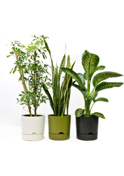 Elite 3'lü Kombin Begonya 9lt Saksı(Yeşil-Krem-Antrasit)(Leo Flowers )Ağız Çapı 24.5 cm Yükseklik 23 cm 1 Adet